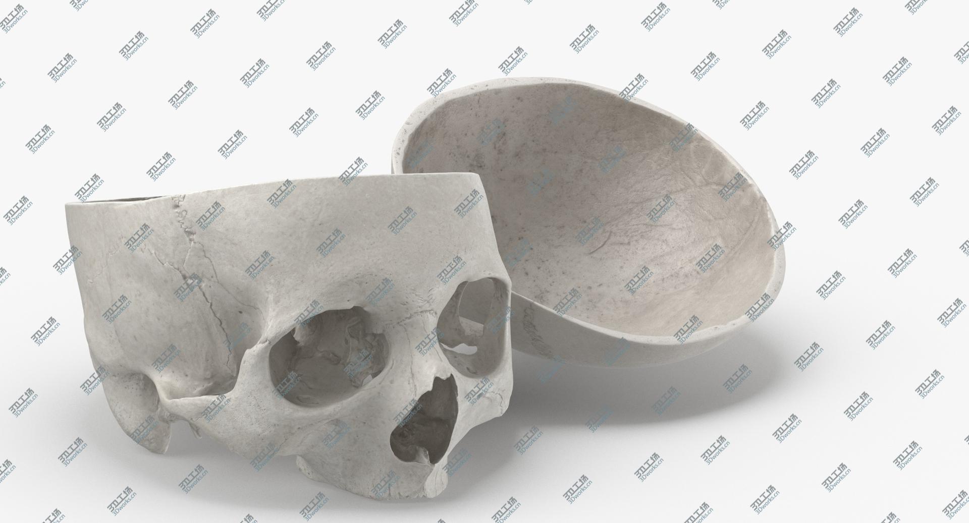 images/goods_img/202104091/Real Human Skull Cranial 02 Cut With Piece White Pose 03 3D model/2.jpg